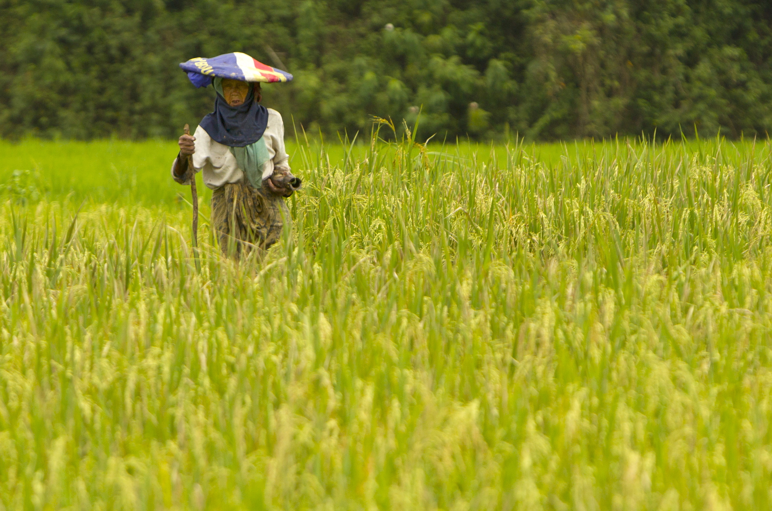 A farmer checks 19 February her paddy field in Bogor, Indonesia in 2012.
