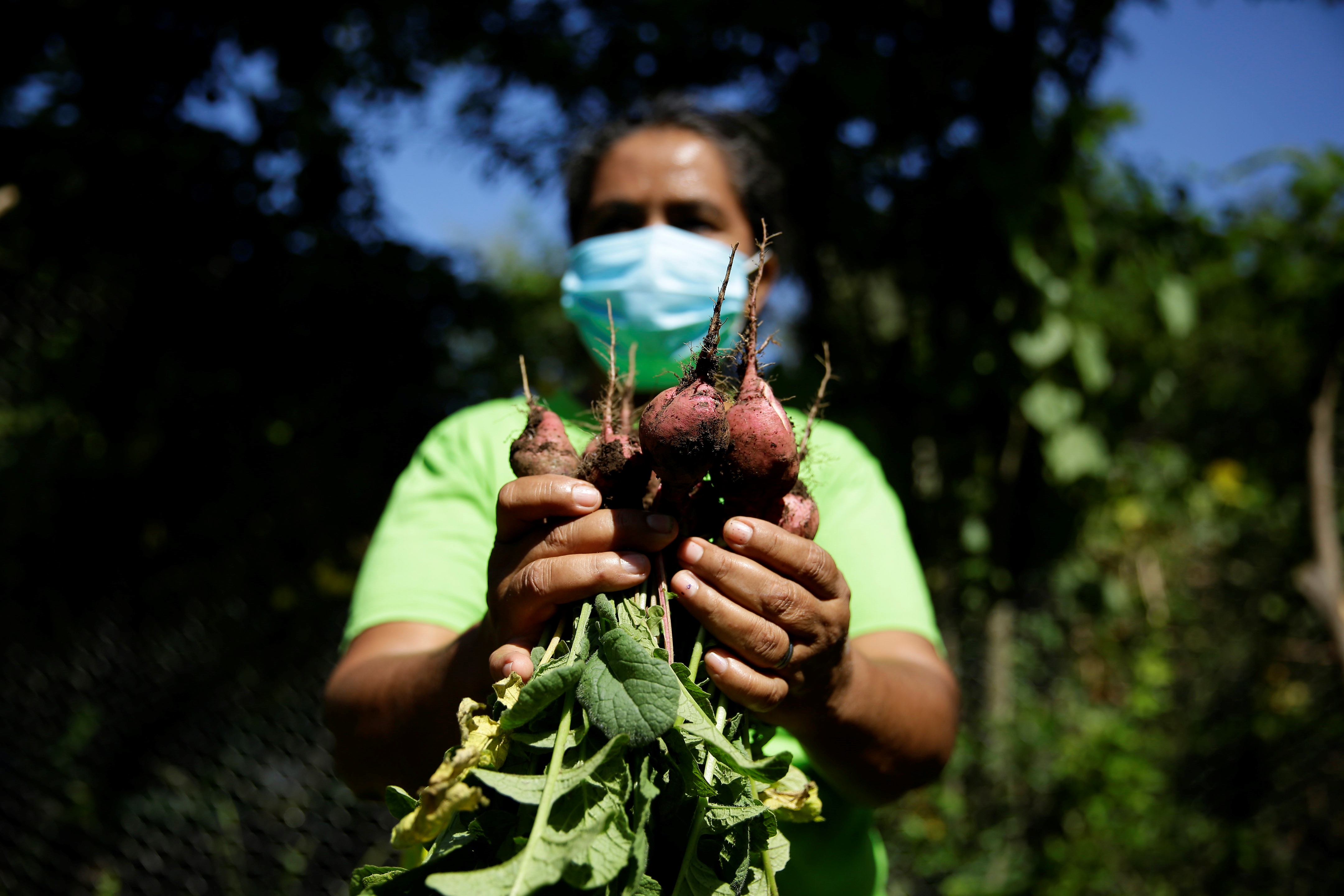  Reina Isabel Lopez cuts her radish crop, in Jujutla, El Salvador 17 September 2020 