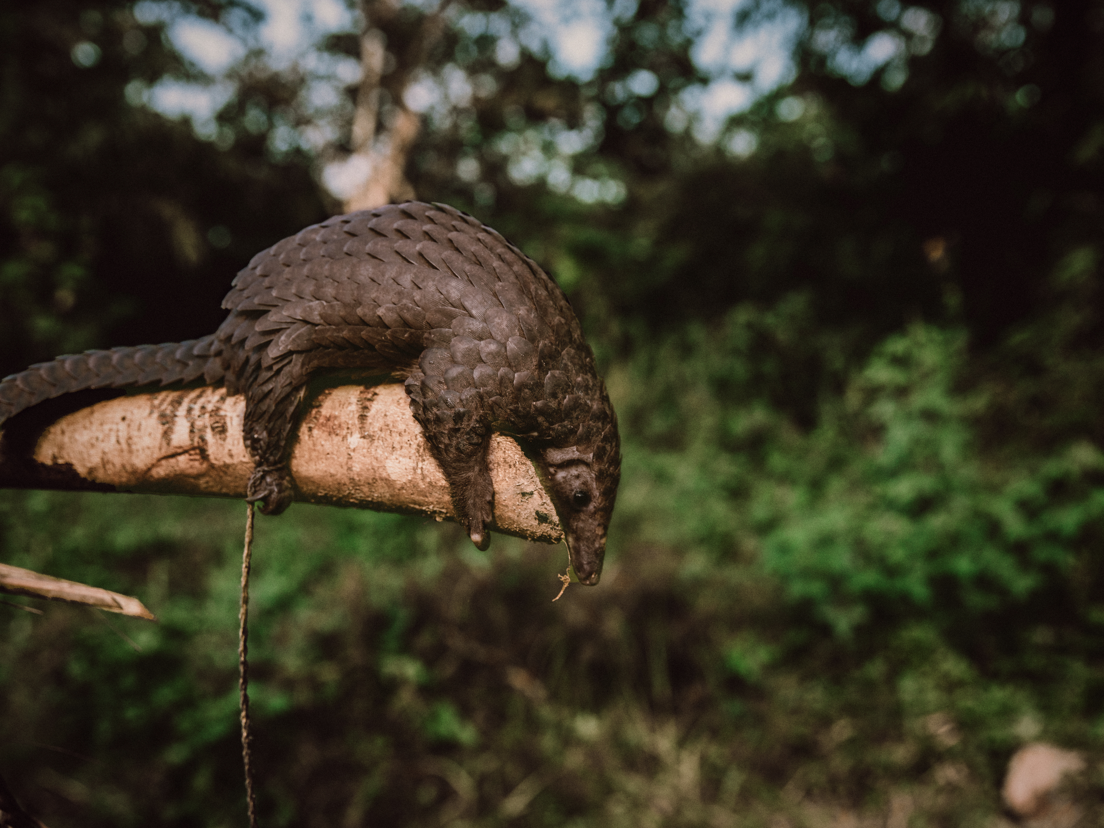 Панголин, пойманный охотниками в тропическом лесу Итури на территории Мамбаса, Демократическая Республика Конго, 19 октября 2020 г.