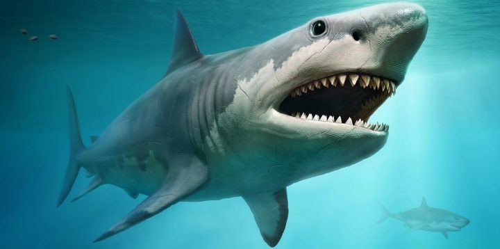 Was the largest shark ever to live taken down by the great white?
