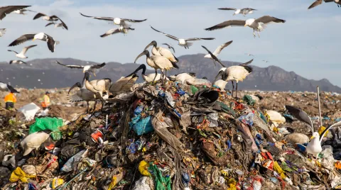 Waste plastic could outstrip coal as a viable energy source