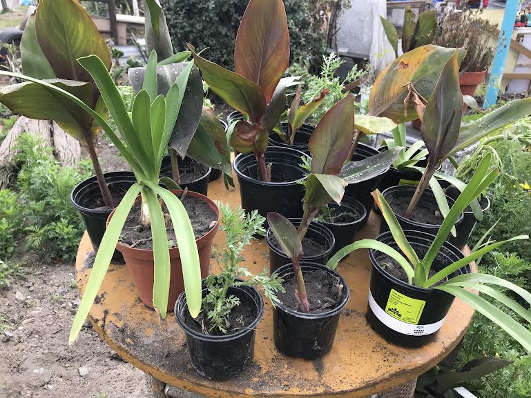 A selection of pot plants that Ryno Joulies cultivates to sell