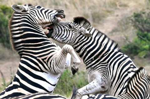 How a dazzle of zebras makes for truly engaging photography