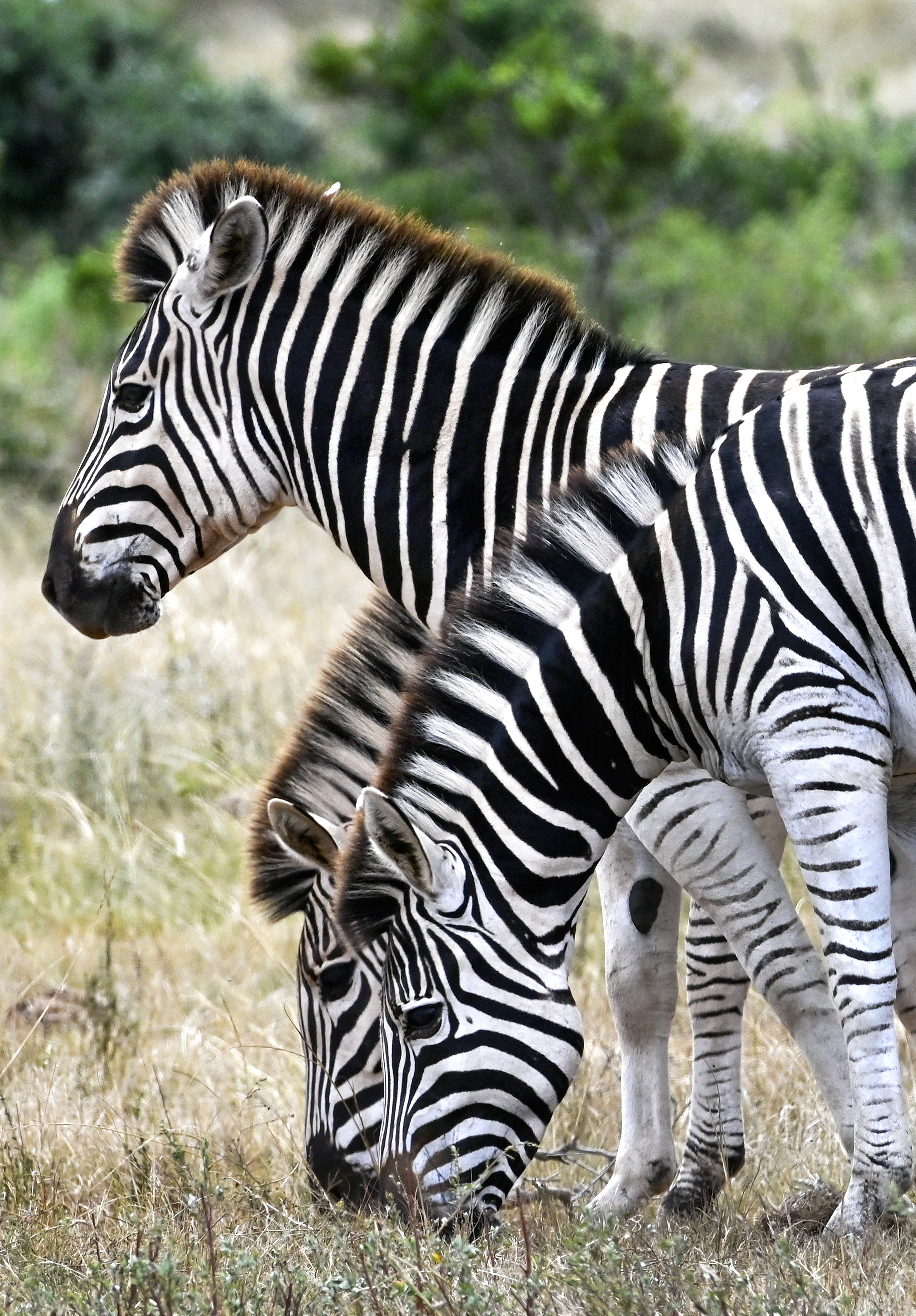 Zebras at the Ngulube waterhole at Addo Elephant National Park