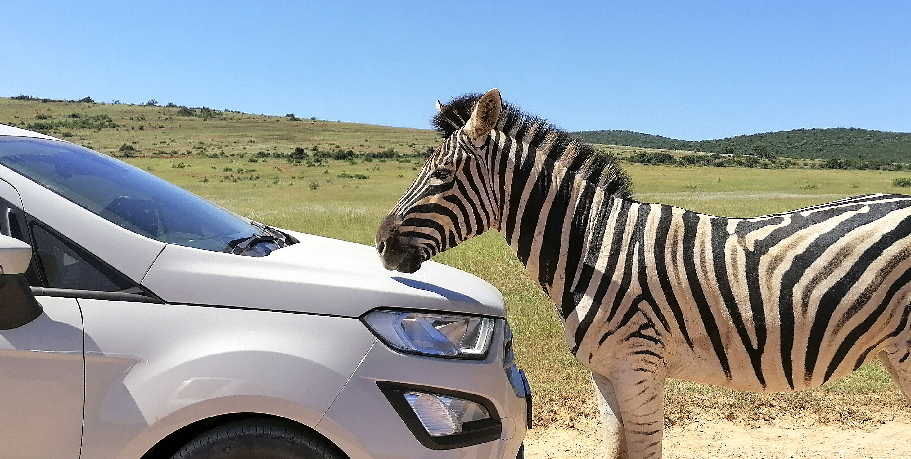 A pregnant zebra blocks a car on a road within Addo Elephant National Park