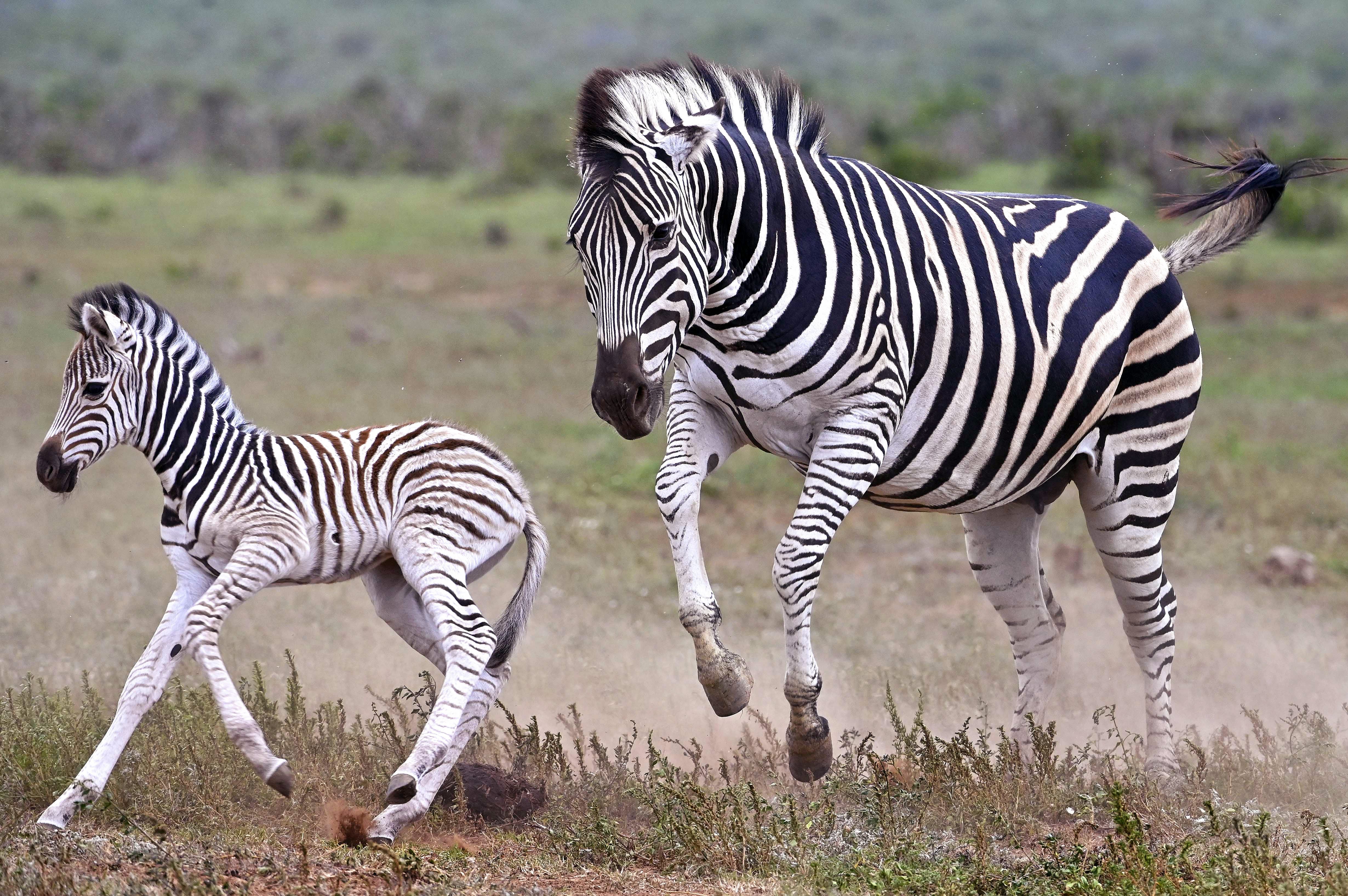 A baby zebra and mother running together at Addo Elephant National Park