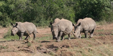 Hidden government report exposes security gaps amid surging KZN rhino bloodbath