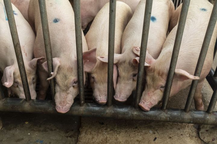 China’s pig farmers mired in boom-bust cycle