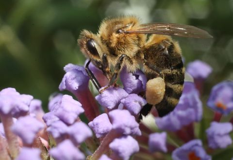 Australia locks down its bees after detecting hive-killing mite