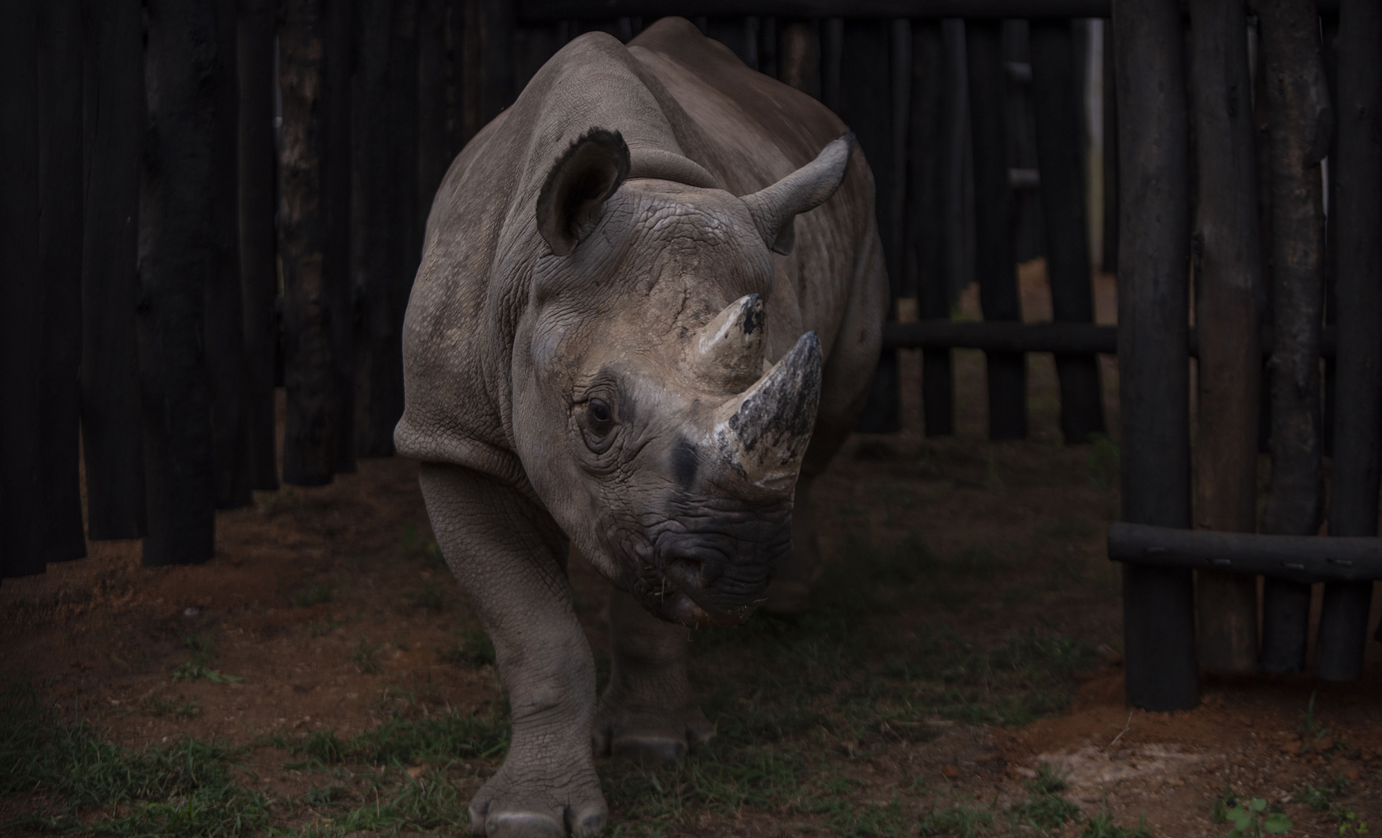 Rwandas rhinos are safer than its dissidents Rwandas rhinos safer than its dissidents, highlighting the misplaced priorities of wildlife groups image