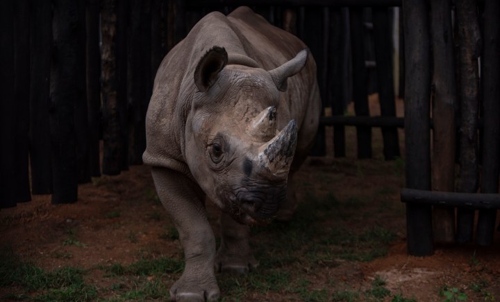 Rwanda’s rhinos are safer than its dissidents