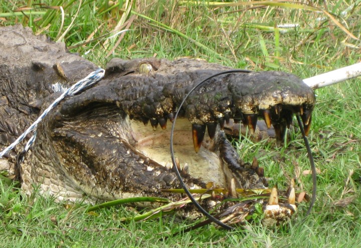 Deadly weights – lead fishing tackle is causing St Lucia’s crocs to lose teeth and suffer anaemia
