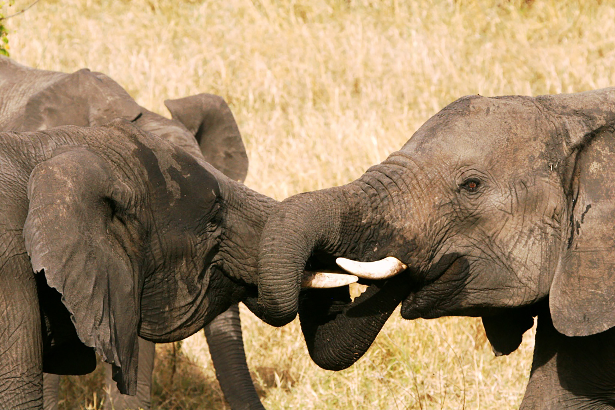 britian ivory trade ban