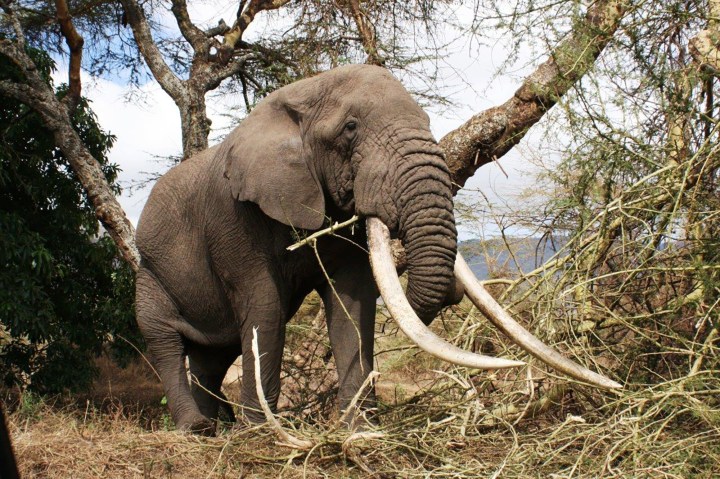 Good news for tuskers as Britain bans trade in ivory
