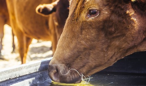 Farmers urged to be careful as foot and mouth disease continues spread in KZN and Limpopo