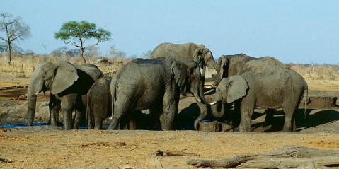 African countries nix Zimbabwe’s efforts to sell live elephants and its ivory stockpiles