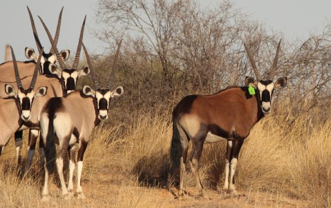 Ramaphosa’s red oryx and other prized game fetch big bucks