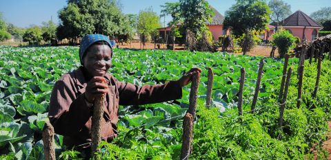 Backyard agroecology gardens bring relief to starving Limpopo villages