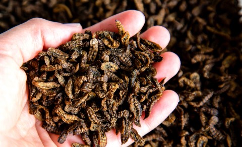 Tiny insect holds potential to transform our waste, agricultural, medical, and food landscapes