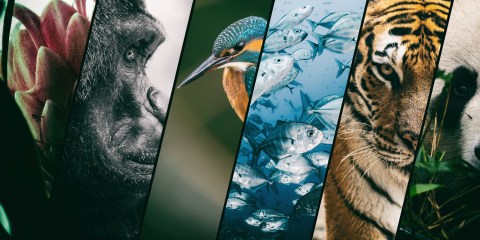 Biodiversity is in crisis worldwide and time is running out