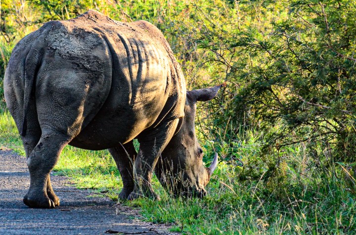 The Rhino Report is a vital tool in combating poaching — if Ezemvelo KZN Wildlife pays attention