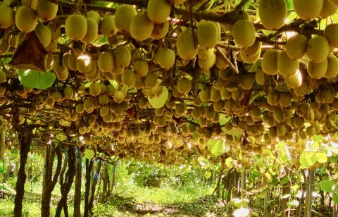 SA kiwi fruit farmers have a window of opportunity to go global thanks to new techniques and varieties