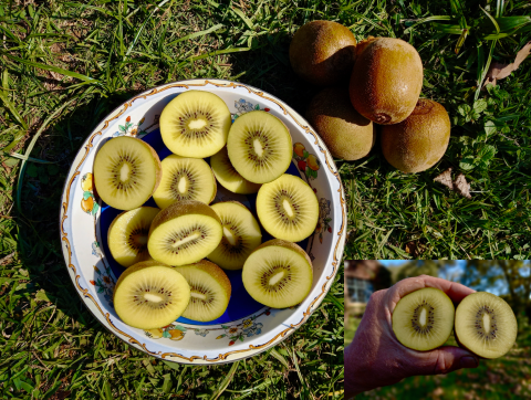 How I learnt to love a golden kiwi
