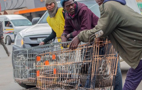 Graduates pushing trolleys to survive – Mthatha youngsters make a plan as unemployment soars