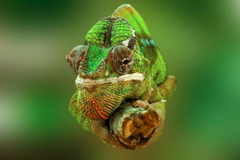 How chameleons become brighter without predators around