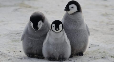 No more Mr Ice Guy – China accused of striking down penguin protections at Antarctic meeting