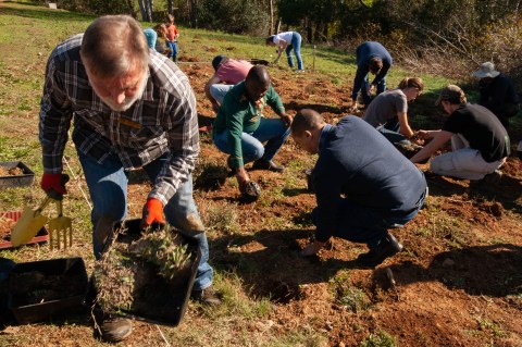 Volunteers dig deep to rescue endangered Renosterveld plants