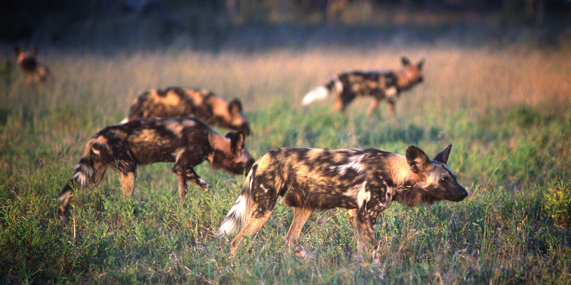 painted wolves