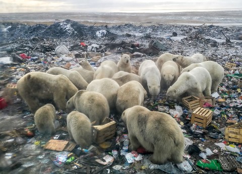 Polar bears scavenge on garbage to cope with vanishing ice habitat