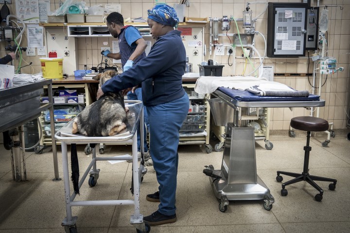 Inside the Onderstepoort Animal Blood Bank, where dogs are prolific donors and lifesavers