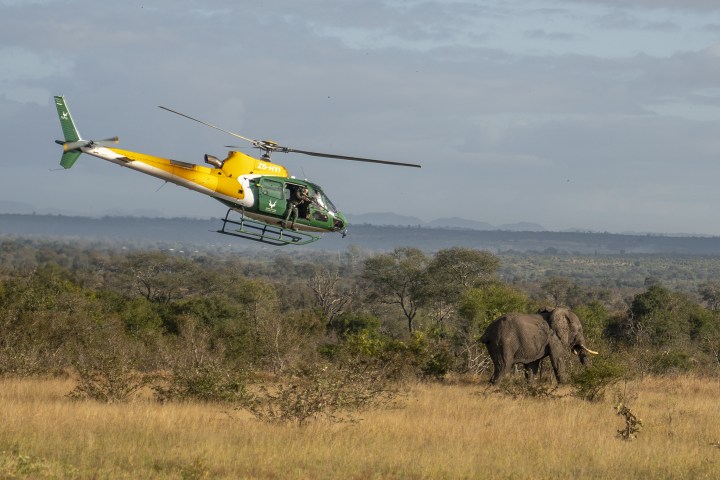 A jumbo operation to test Kruger Park elephant for TB