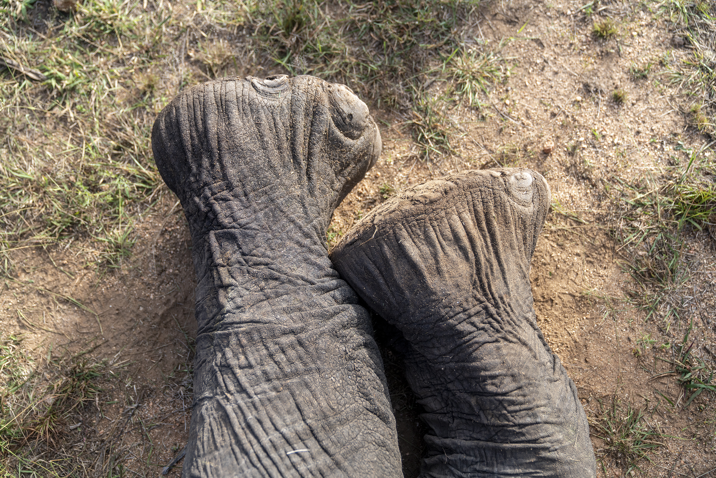 kruger elephant feet