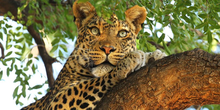 Eastern Cape government ordered to reveal secret details of permits to kill leopards