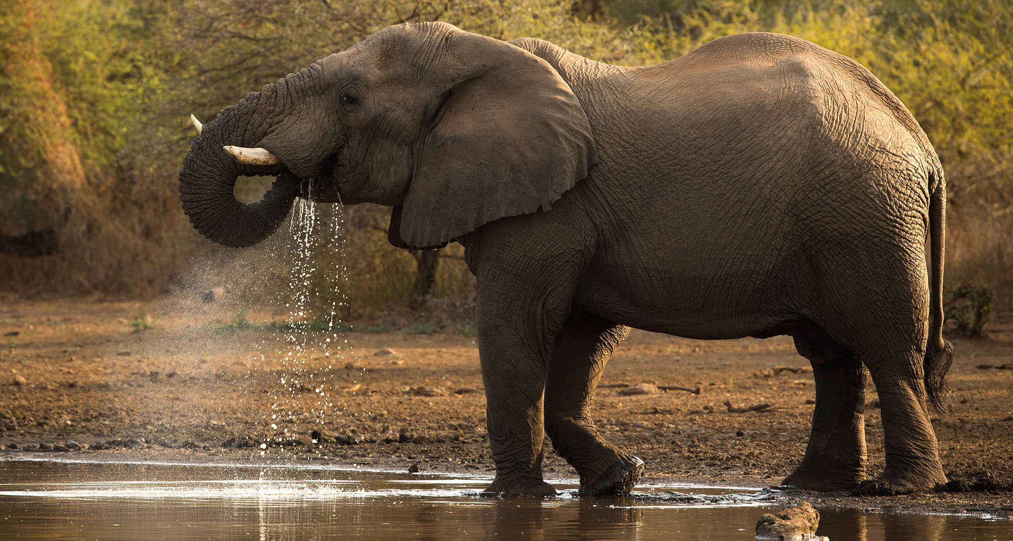 elephants kruger water