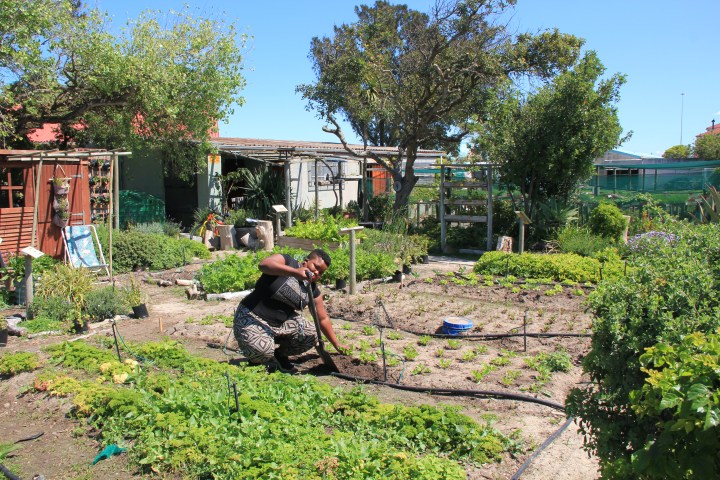 Healthy food is hard to come by in Cape Town’s poorer areas: how community gardens can fix that