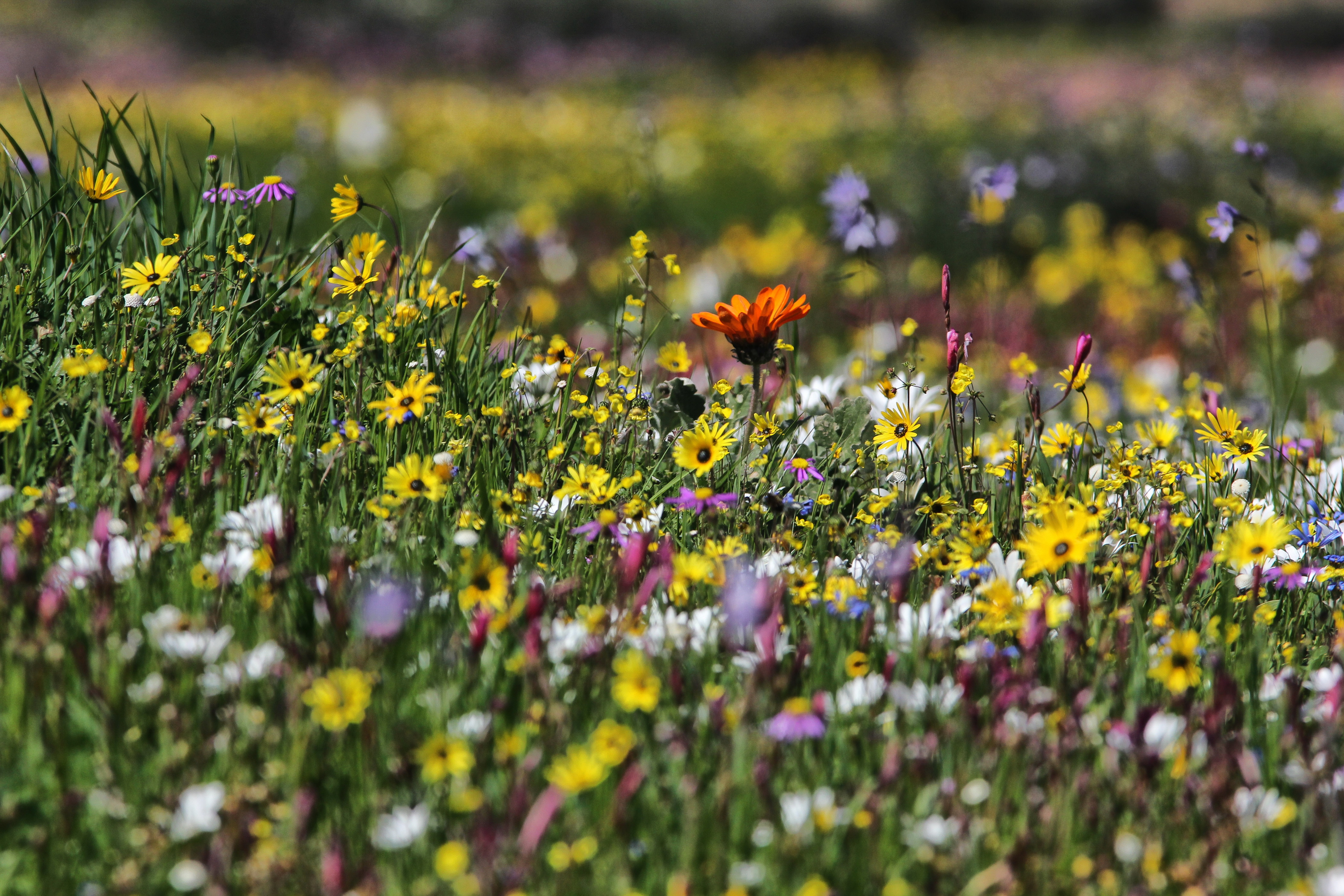 The famous blooms of Namaqualand.