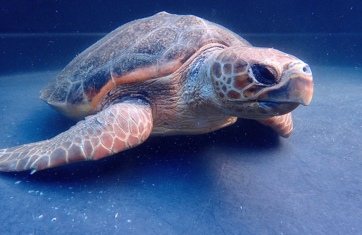 Long-suffering turtle’s tough 365 days from entanglement to recovery raises hope for her species