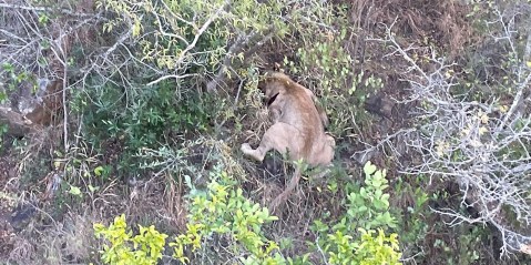 KZN shooting of escaped lions sparks concern over game reserve security