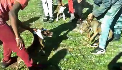 Cape Town SPCA confiscates pit bull puppies forced to fight