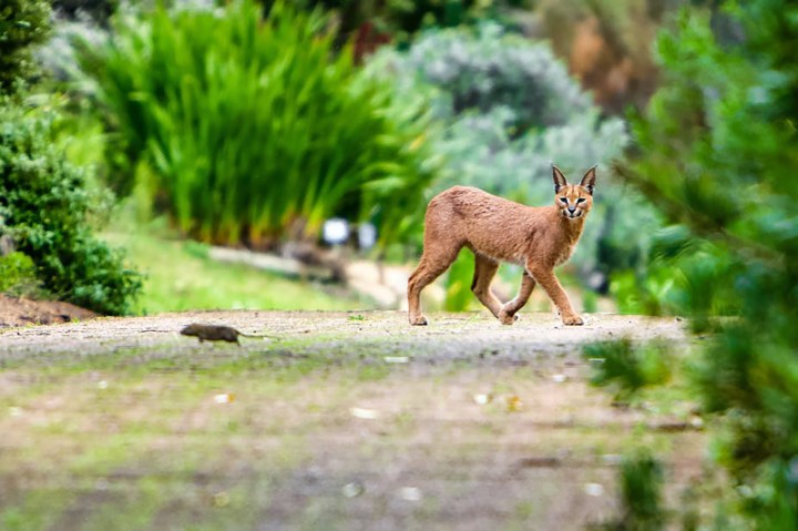 Cape Town’s caracals are ingesting harmful ‘forever chemicals’ through their diet