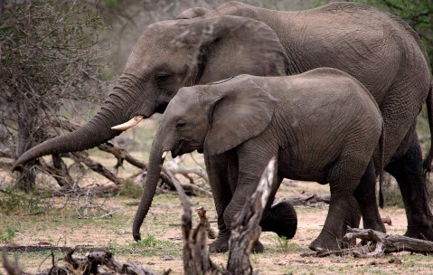 The scientific evidence is clear — elephants are affecting biodiversity in the Kruger National Park