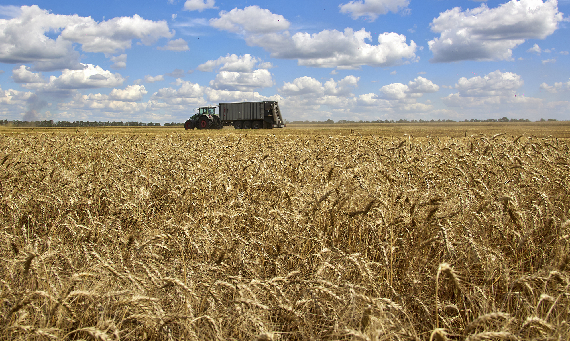 russia economy ukraine wheat