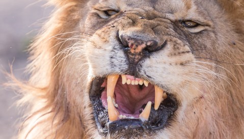 Pride of lions driven back to Hluhluwe-iMfolozi Park after killing five cattle