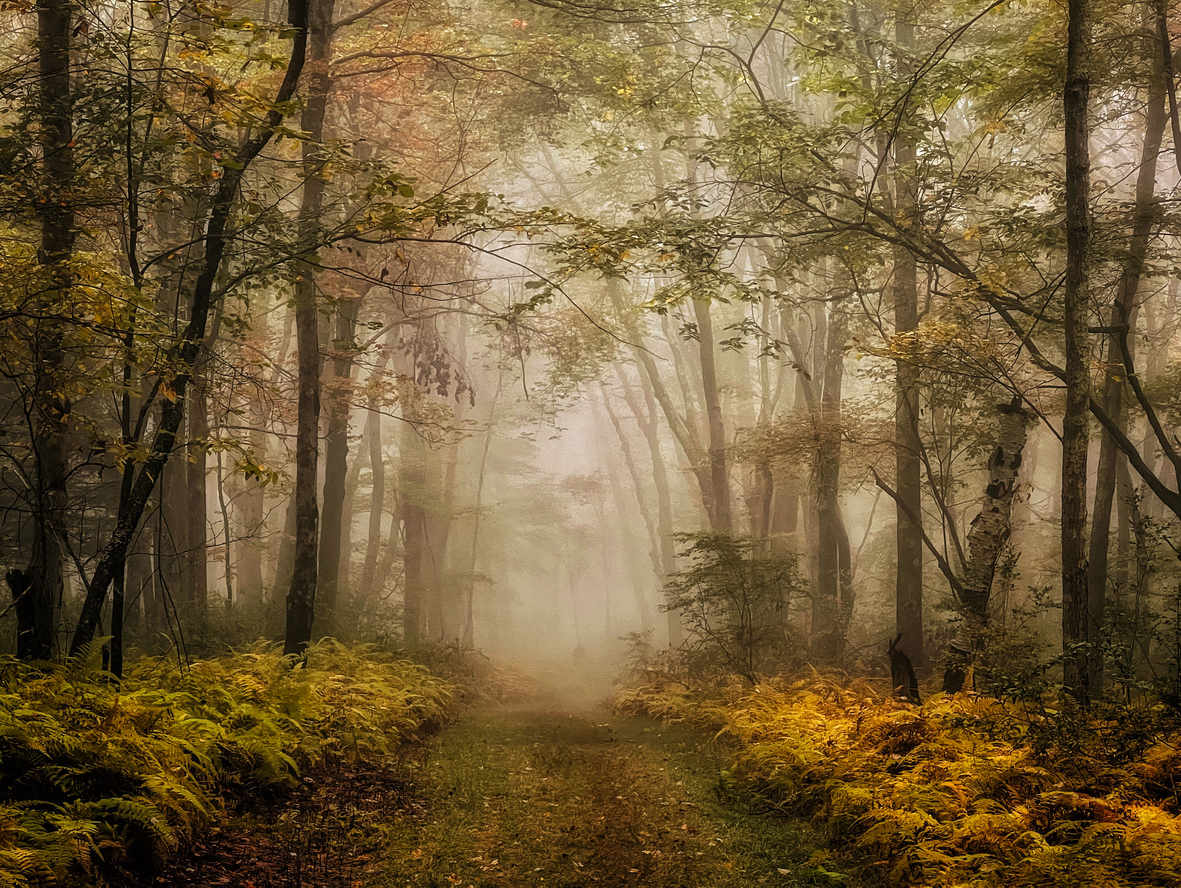 "Fog on Fall Path". © Linda Repasky - IPPAWARDS