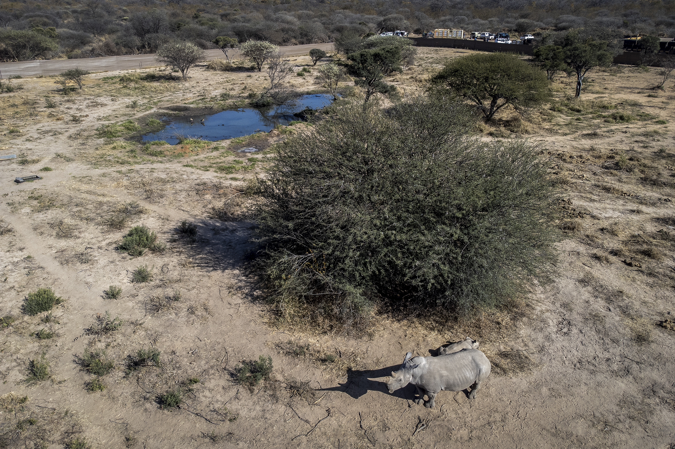 rhino and calf translocation