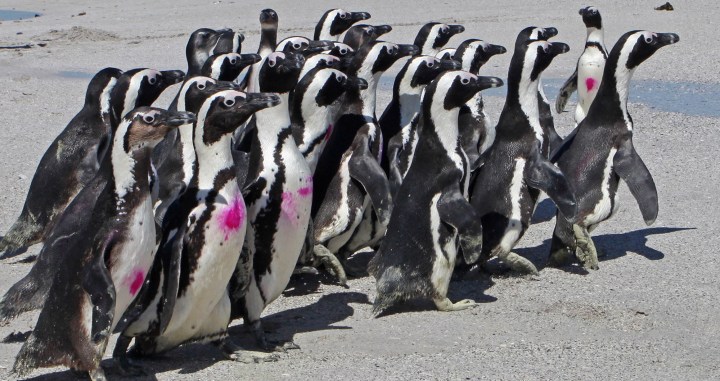 Creecy has new plan to halt rapid decline of African penguin